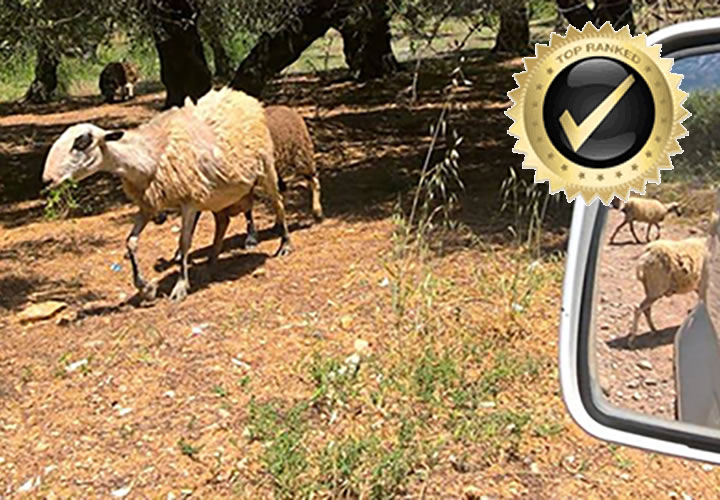 Sheep in an olive grove during a private jeep safari in Crete